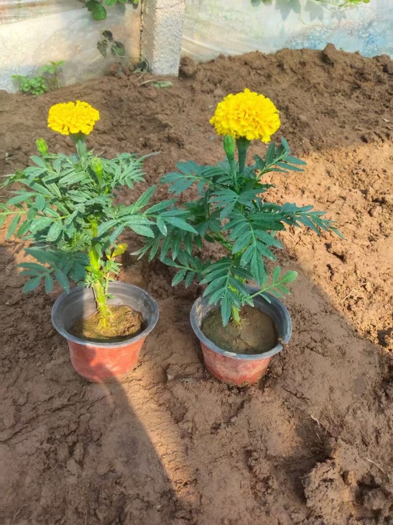 精品万寿菊大量上市，欢迎各位领导恰谈联系