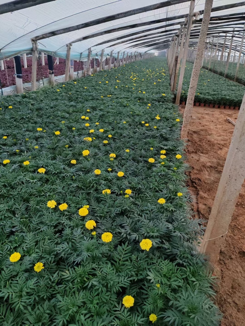精品万寿菊大量上市，欢迎各位领导恰谈联系