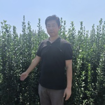 北海道黄杨绿化苗1.5米2米北海道黄杨绿篱笆