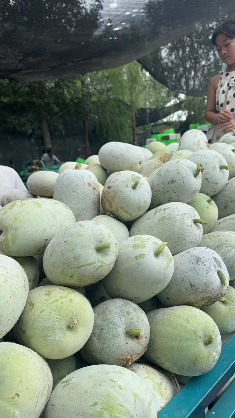 水果冬瓜大量现货