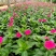 精品天天开大量上市，基地批发成活高联系