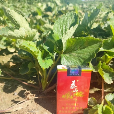 基地供应法兰地草莓苗苗壮根系好，易成活易管理