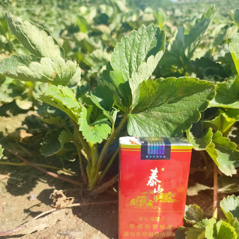 基地供应法兰地草莓苗苗壮根系好，易成活易管理