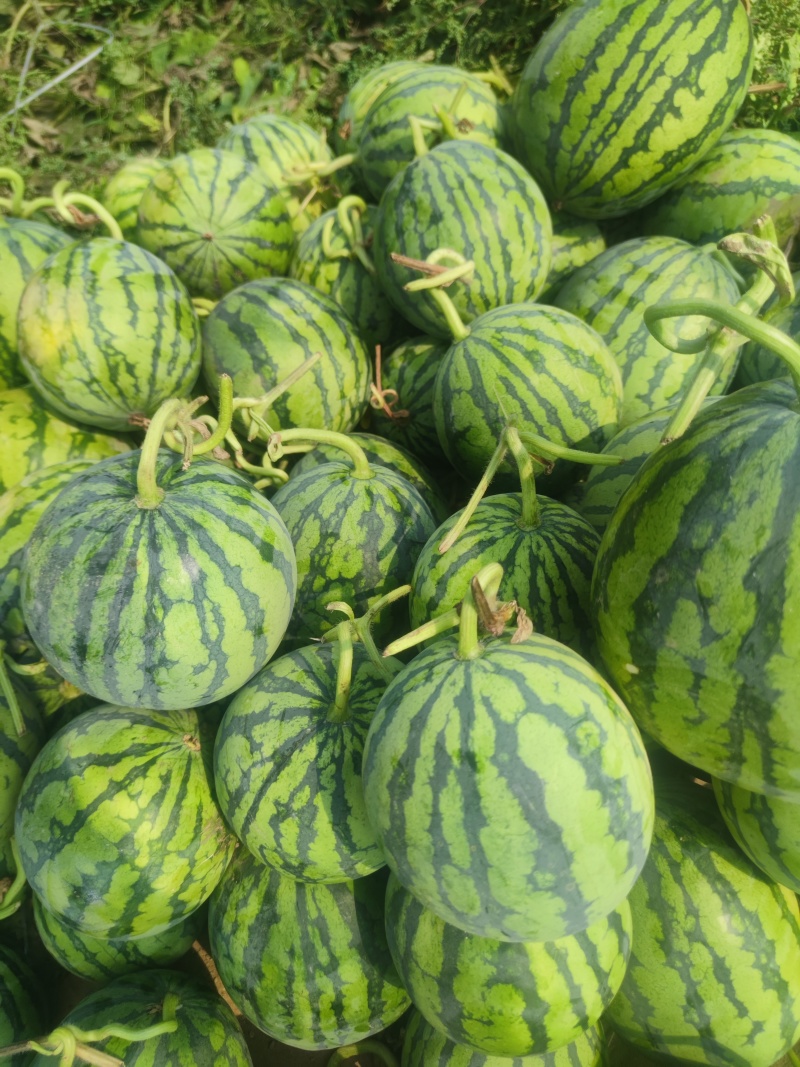 无籽麒麟高次