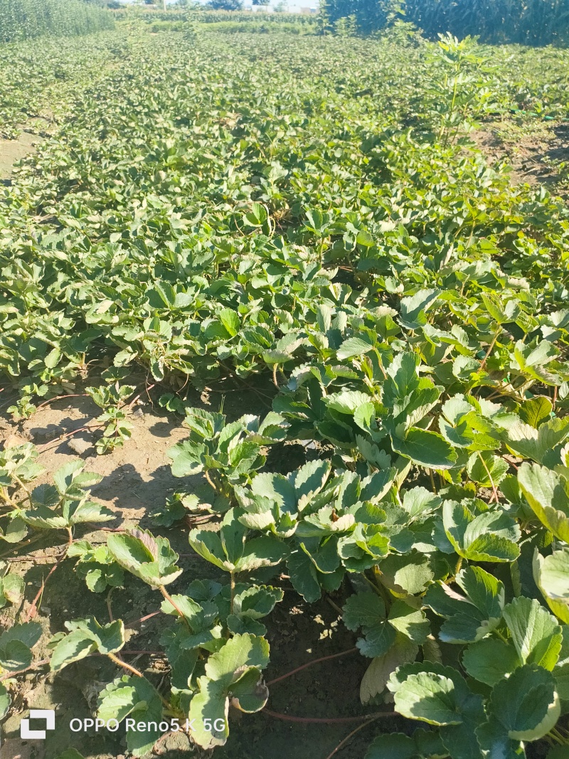 基地供应法兰地草莓苗苗壮根系好，易成活易管理