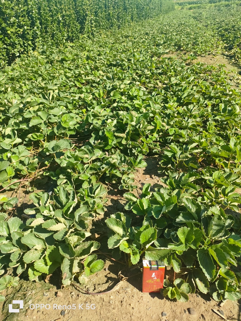 基地供应法兰地草莓苗苗壮根系好，易成活易管理