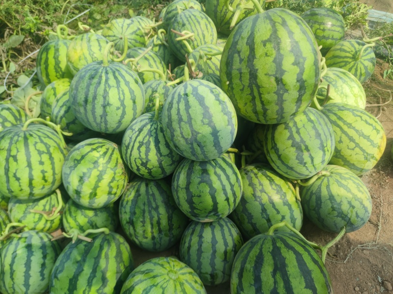 无籽麒麟高次