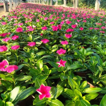精品长春花大量上市，基地批发欢迎下单联系下单