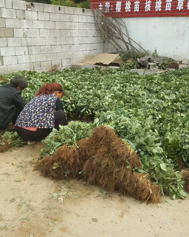 基地供应法兰地草莓苗苗壮根系好，易成活易管理