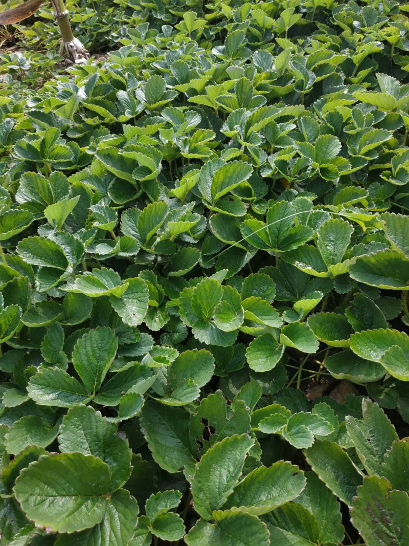 基地供应法兰地草莓苗苗壮根系好，易成活易管理