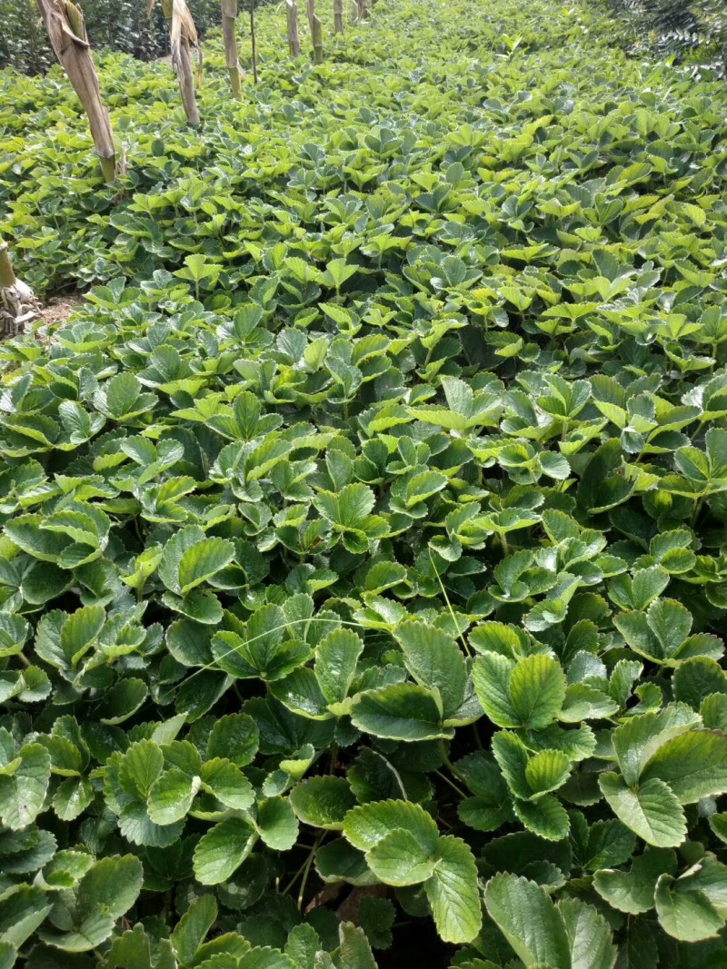 基地供应法兰地草莓苗苗壮根系好，易成活易管理