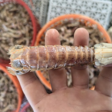 皮皮虾熟冻皮皮虾，欢迎咨询下单