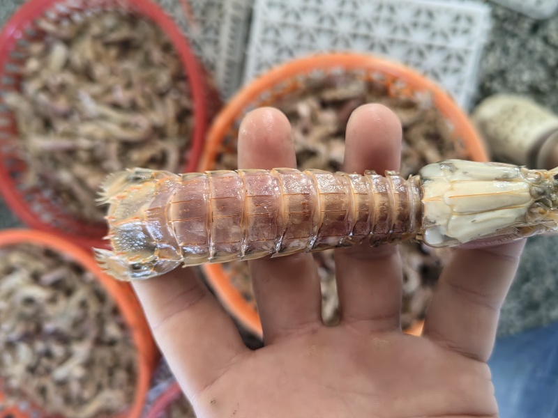 皮皮虾熟冻皮皮虾，欢迎咨询下单