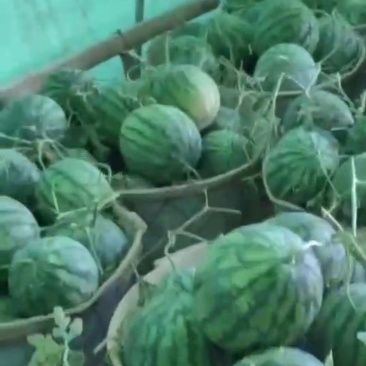 麒麟二茬