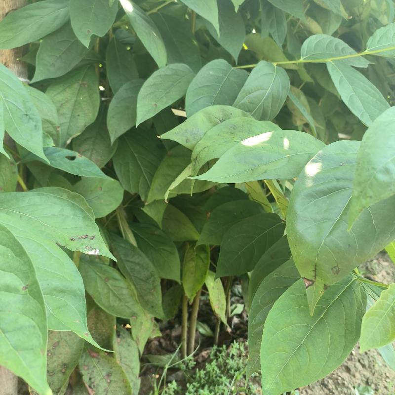 嫁接柿子砧木黑枣苗软枣苗0.6-1公分粗