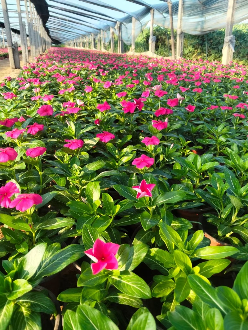 精品长春花大量上市，基地批发欢迎下单联系下单