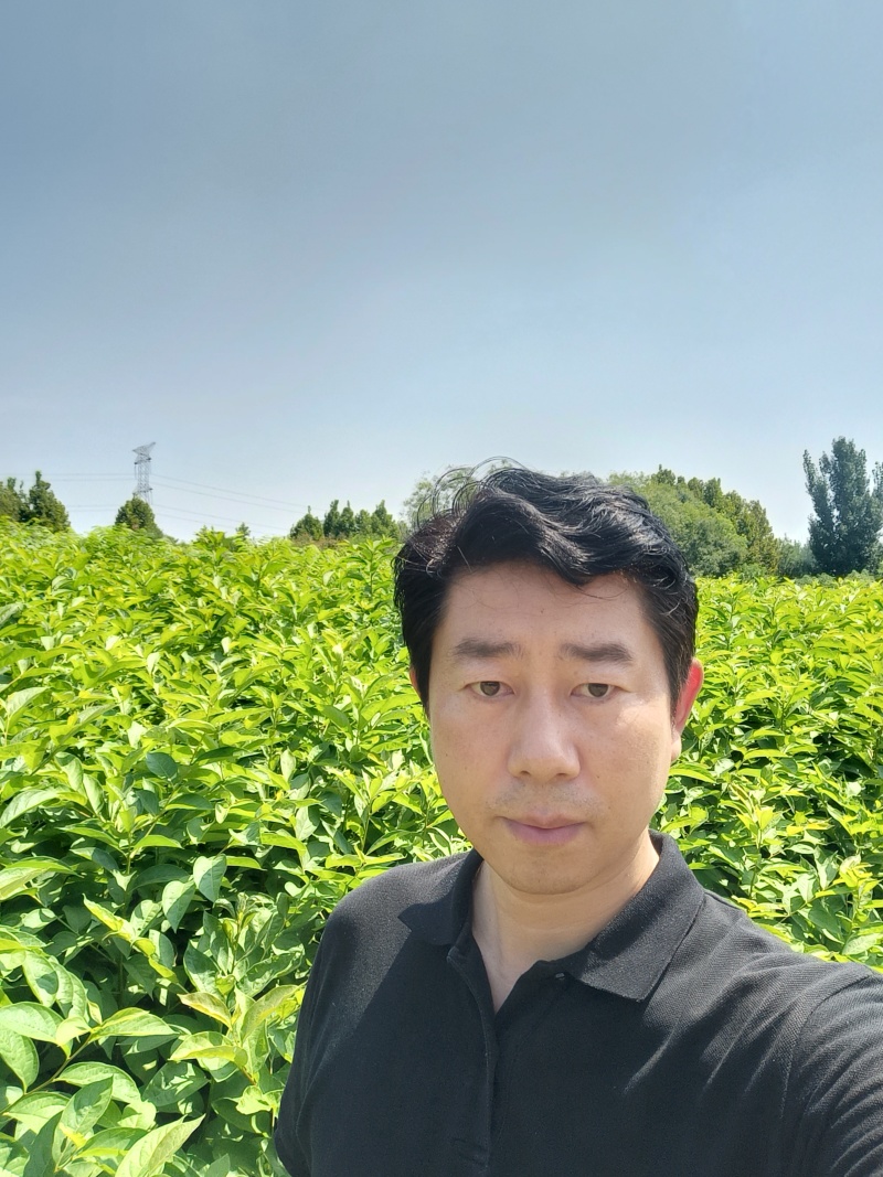 嫁接柿子砧木黑枣苗软枣苗0.6-1公分粗