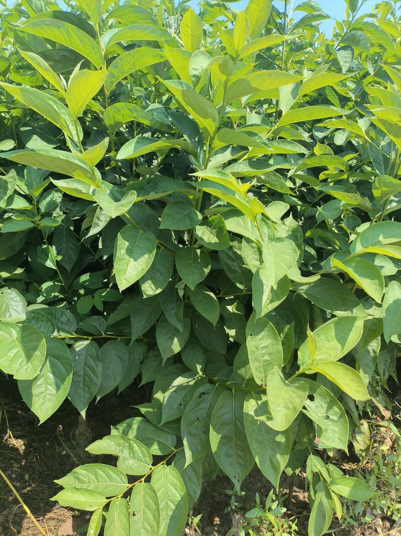 嫁接柿子砧木黑枣苗软枣苗0.6-1公分粗