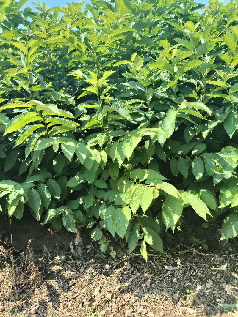嫁接柿子砧木黑枣苗软枣苗0.6-1公分粗