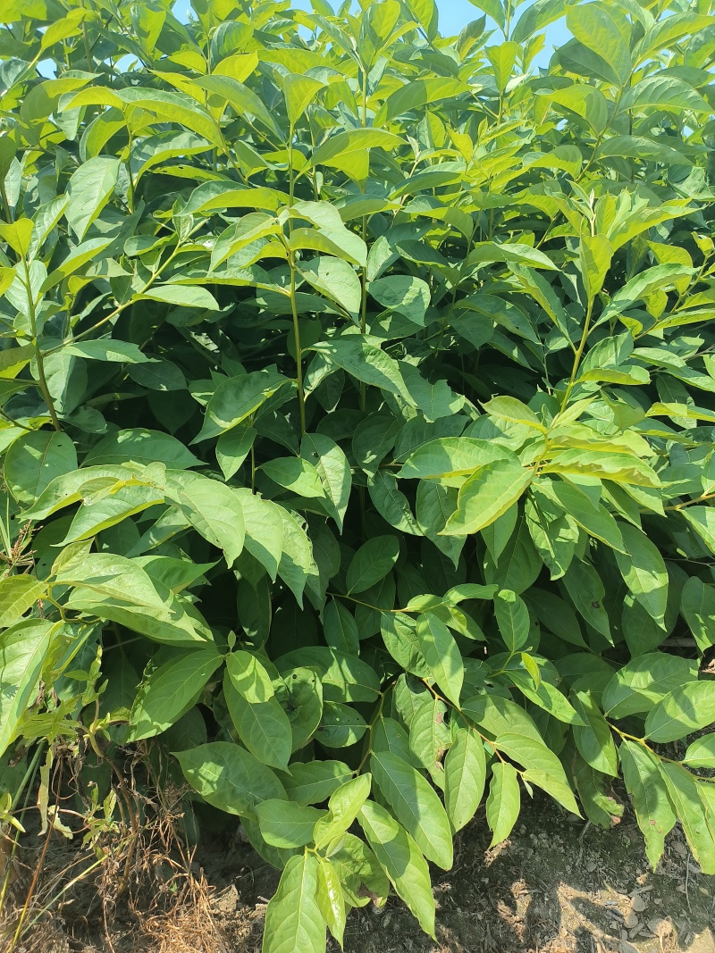 嫁接柿子砧木黑枣苗软枣苗0.6-1公分粗