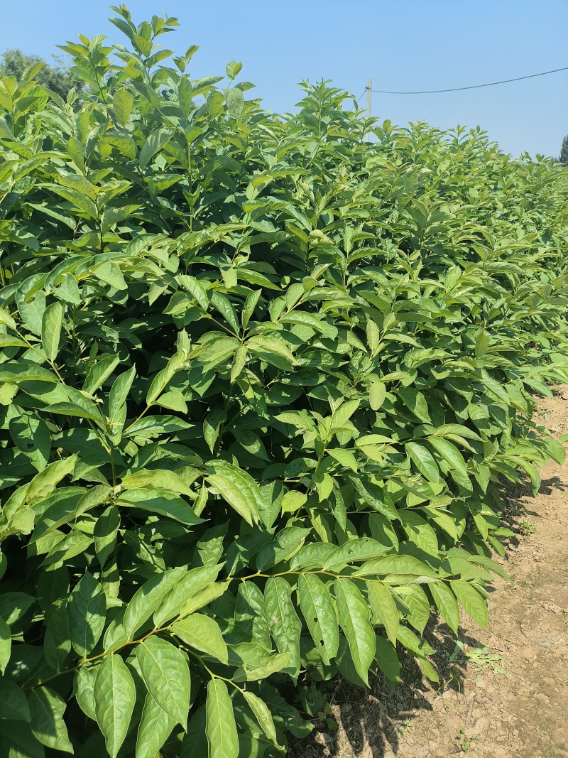 嫁接柿子砧木黑枣苗软枣苗0.6-1公分粗