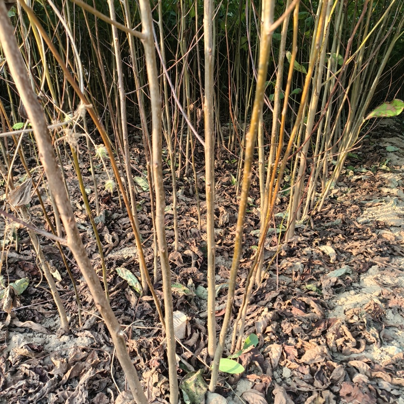 嫁接柿子砧木黑枣苗软枣苗0.6-1公分粗