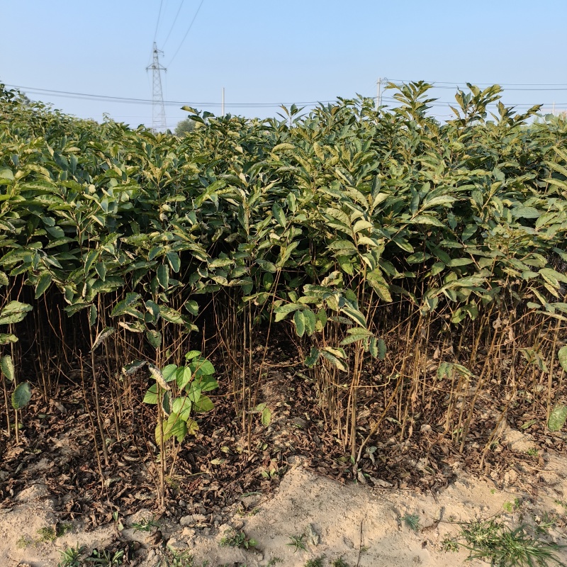 嫁接柿子砧木黑枣苗软枣苗0.6-1公分粗