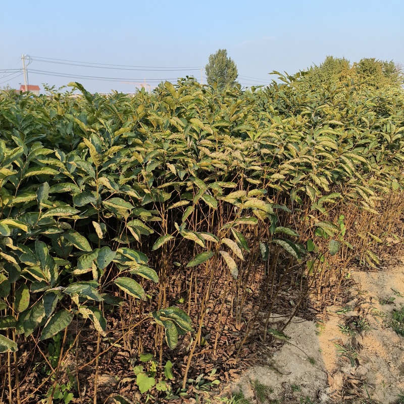 嫁接柿子砧木黑枣苗软枣苗0.6-1公分粗