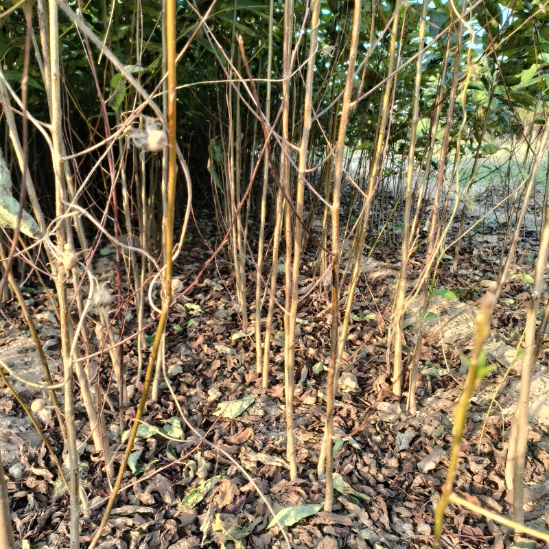 嫁接柿子砧木黑枣苗软枣苗0.6-1公分粗