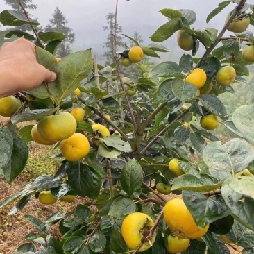 甜柿子苗2年嫁接甜柿子苗根系发达植株健壮