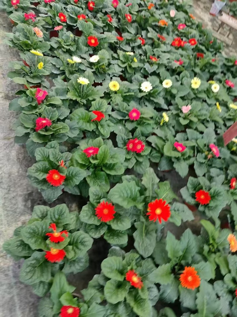 基地直发非洲菊多种颜色可混合搭配