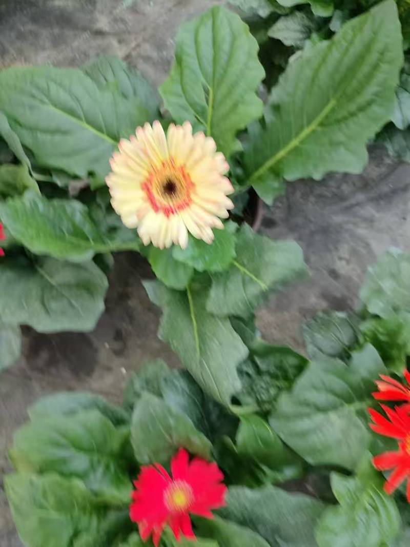 基地直发非洲菊多种颜色可混合搭配