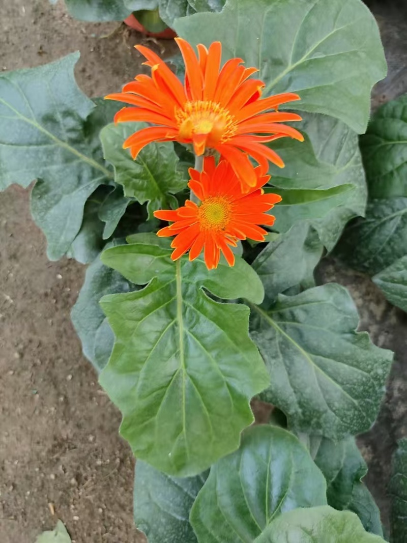 基地直发非洲菊多种颜色可混合搭配