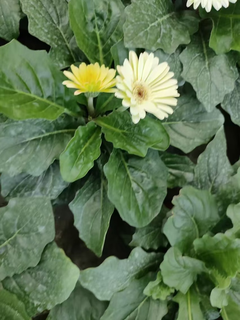 基地直发非洲菊多种颜色可混合搭配