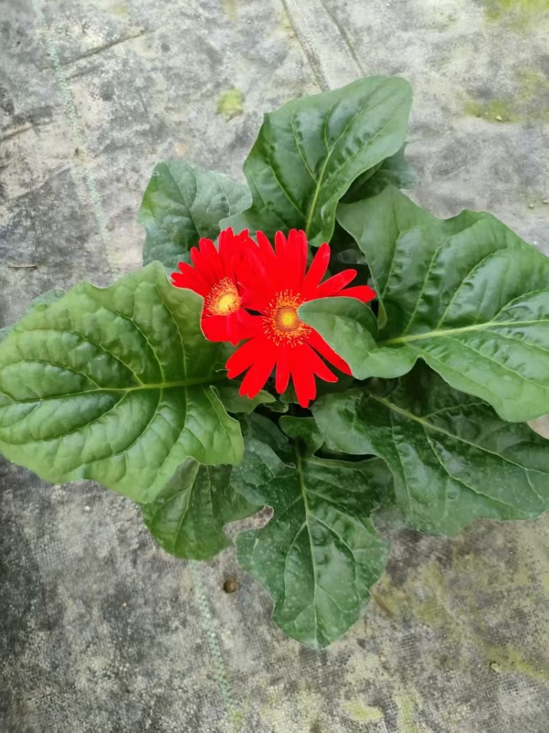 基地直发非洲菊多种颜色可混合搭配