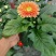 基地直发非洲菊多种颜色可混合搭配