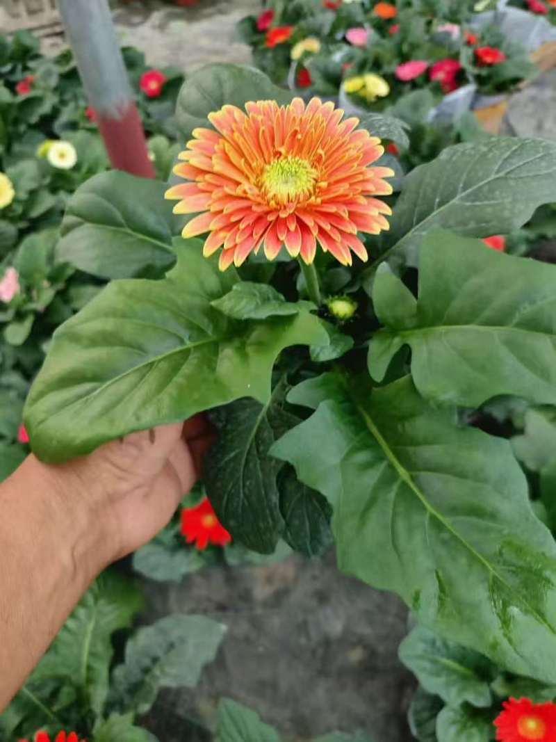 基地直发非洲菊多种颜色可混合搭配