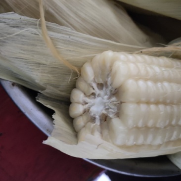 万儒2000精品糯玉米