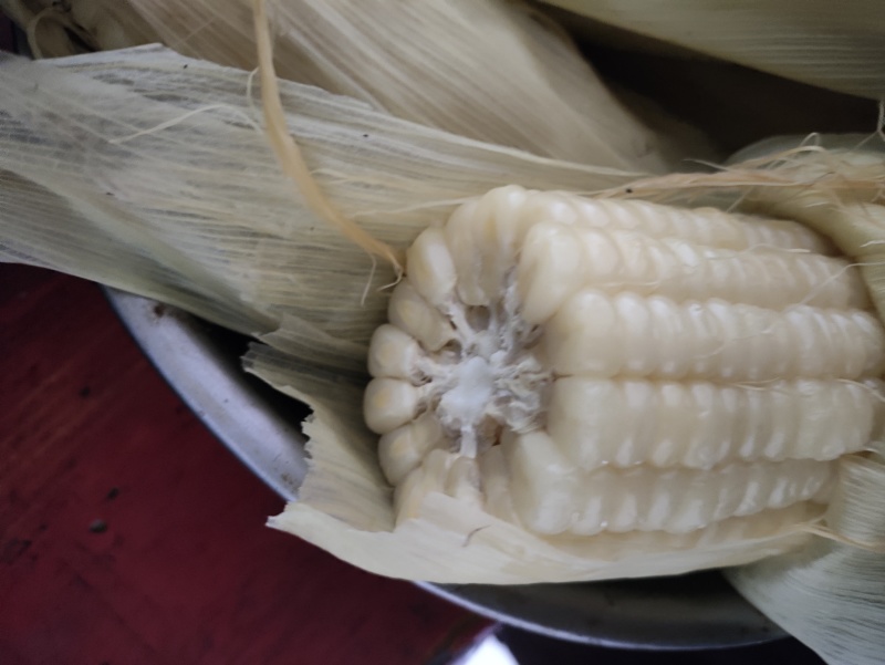 万儒2000精品糯玉米