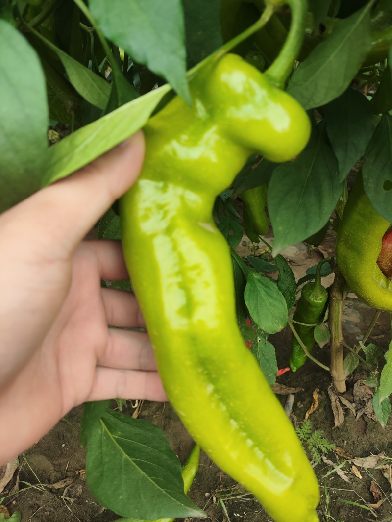 精品好辣椒
