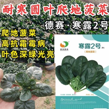 寒露2号爬地菠菜种子趴地耐寒耐热抗霜霉病圆叶春秋塌地菠菜