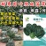 寒露2号爬地菠菜种子趴地耐寒耐热抗霜霉病圆叶春秋塌地菠菜