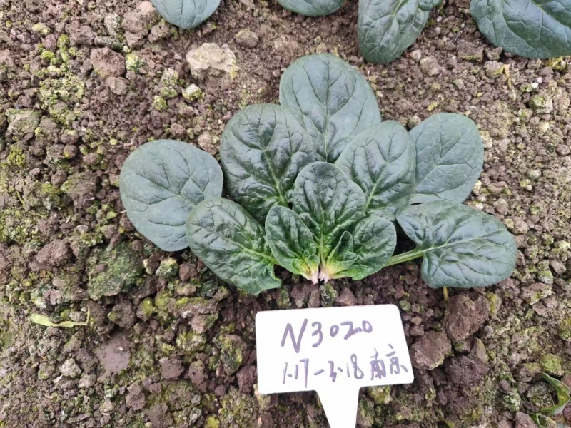 寒露2号爬地菠菜种子趴地耐寒耐热抗霜霉病圆叶春秋塌地菠菜