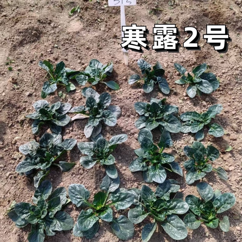 寒露2号爬地菠菜种子趴地耐寒耐热抗霜霉病圆叶春秋塌地菠菜