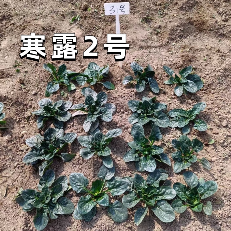 寒露2号爬地菠菜种子趴地耐寒耐热抗霜霉病圆叶春秋塌地菠菜