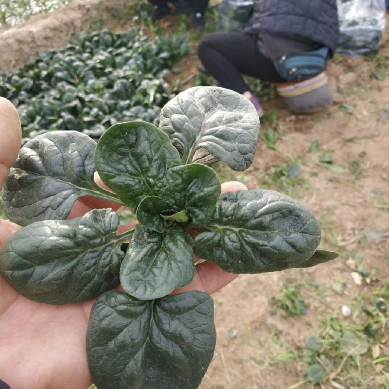 寒露2号爬地菠菜种子趴地耐寒耐热抗霜霉病圆叶春秋塌地菠菜