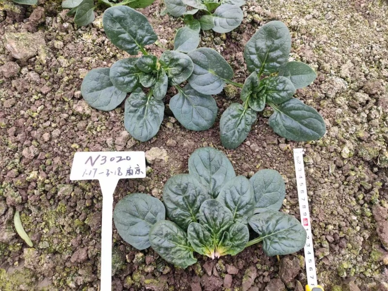 寒露2号爬地菠菜种子趴地耐寒耐热抗霜霉病圆叶春秋塌地菠菜