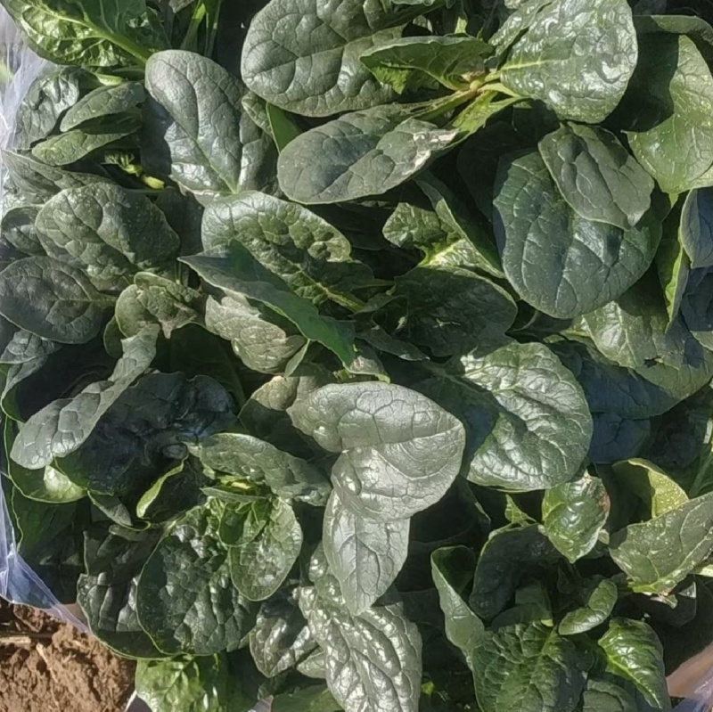 寒露2号爬地菠菜种子趴地耐寒耐热抗霜霉病圆叶春秋塌地菠菜