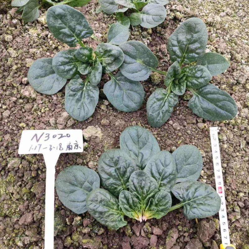 寒露2号爬地菠菜种子趴地耐寒耐热抗霜霉病圆叶春秋塌地菠菜