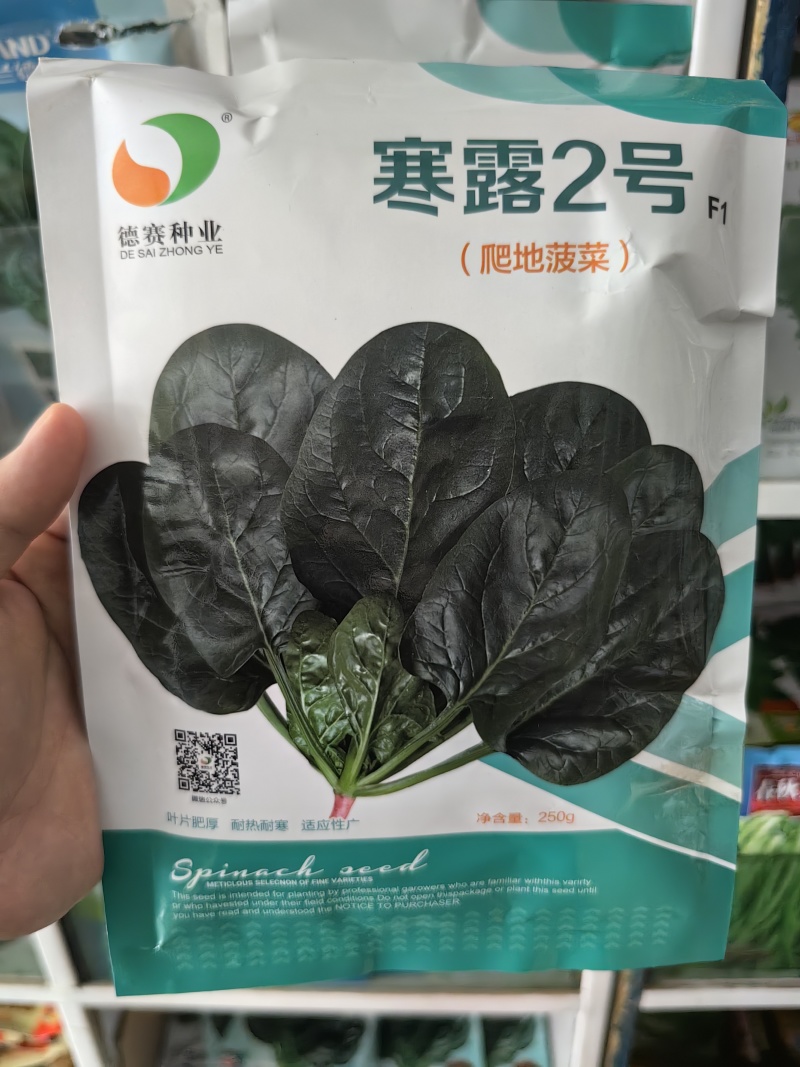 寒露2号爬地菠菜种子趴地耐寒耐热抗霜霉病圆叶春秋塌地菠菜